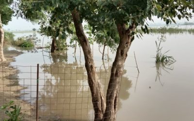 Anou’s blog The Yamuna has flooded Project WHY: Coping in the Face of a Ruthless Tide